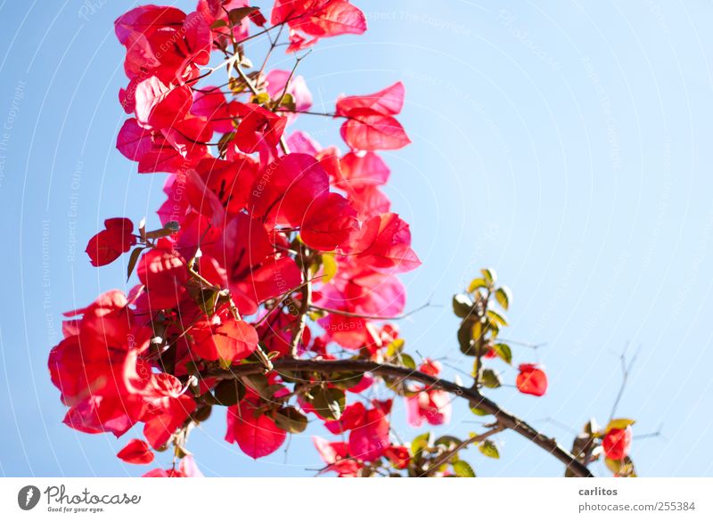 Für dich soll's bunte Bilder regnen Pflanze Wolkenloser Himmel Sommer Schönes Wetter Blume Bougainvillea Blühend ästhetisch rot grün blau Blüte Glückwünsche