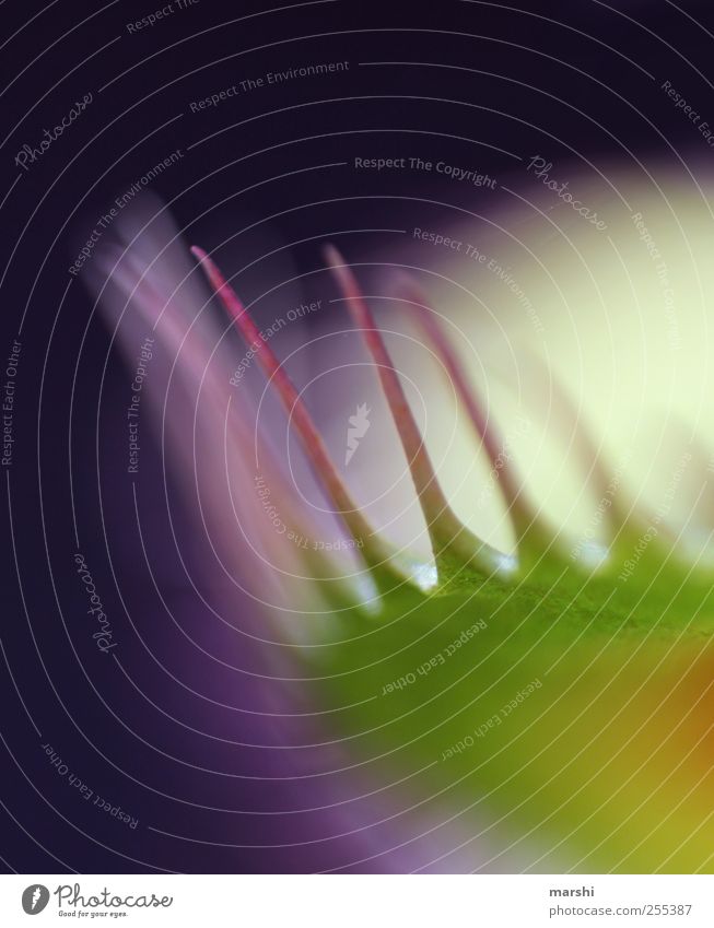 für dich solls bunte Bilder regnen Pflanze weich Stachel Venusfliegenfalle Unschärfe mehrfarbig gefangen violett grün exotisch fleischfressend Farbfoto