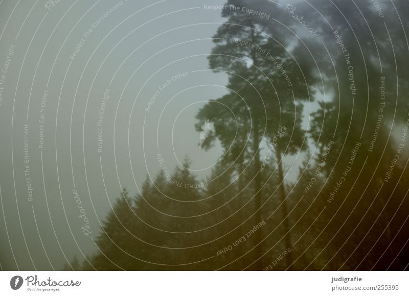 Für dich solls bunte Bilder regnen Umwelt Natur Landschaft Pflanze Winter schlechtes Wetter Nebel Baum Wald dunkel Farbfoto Gedeckte Farben