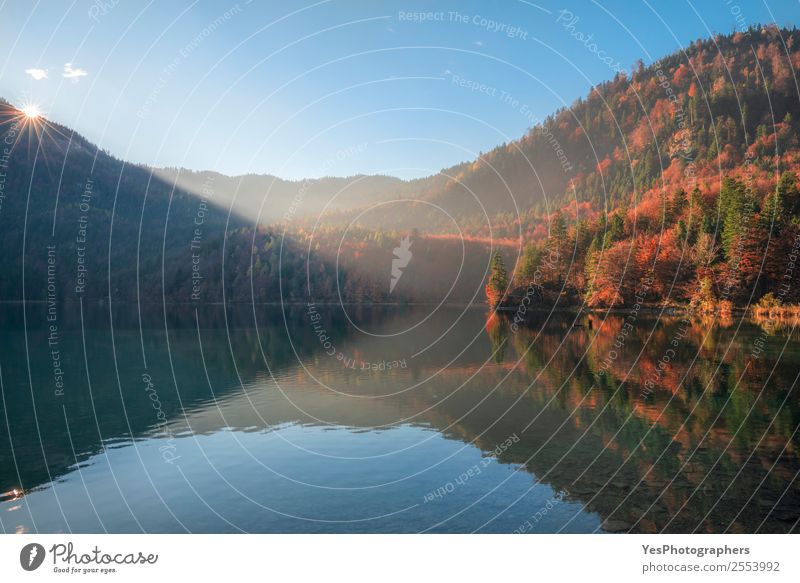 Sonnenschein über Herbst Wald- und Seespiegelung Ferien & Urlaub & Reisen Ausflug Natur Landschaft Schönes Wetter Baum Hügel natürlich Alpsee Bayern Fussen