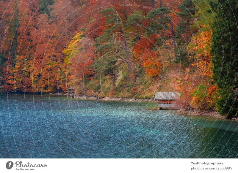 Holzhäuschen am Alpsee und Herbstwald schön Ferien & Urlaub & Reisen Ausflug Freiheit Natur Landschaft Baum Blatt Wald See Sehenswürdigkeit träumen natürlich