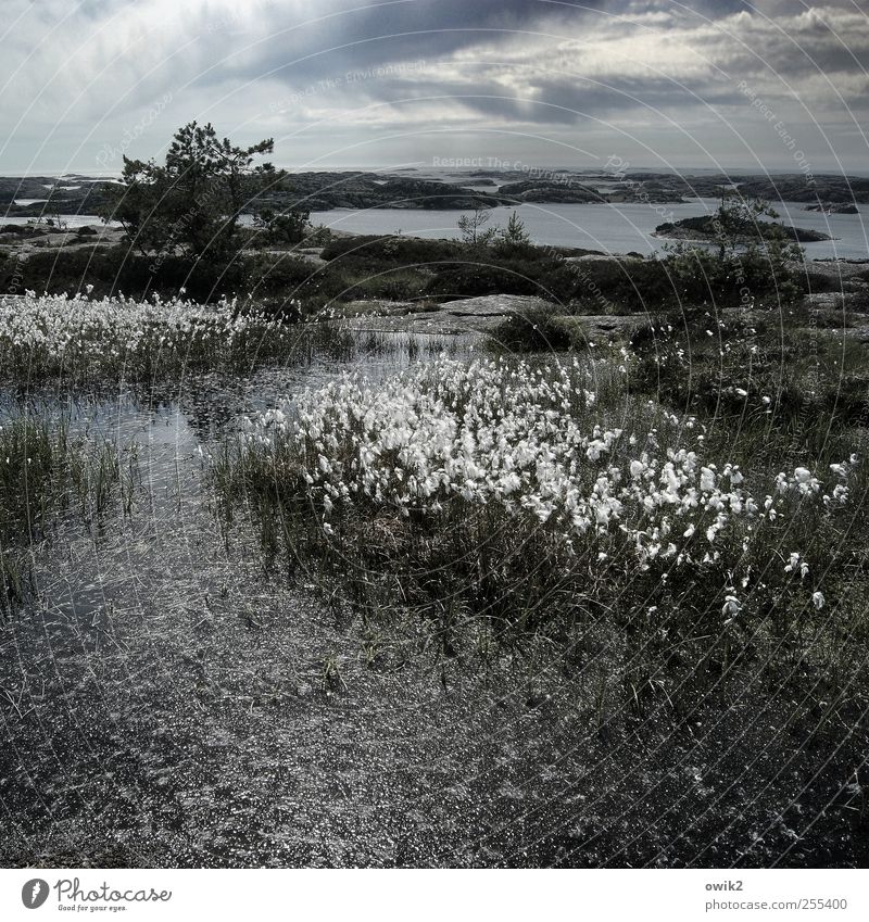 Wollgras Umwelt Natur Landschaft Pflanze Wasser Himmel Wolken Horizont Klima Wetter Schönes Wetter Baum Gras Sträucher Wildpflanze exotisch Felsen Küste Strand