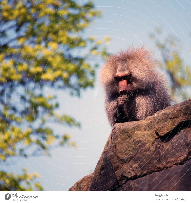 Alphatier II Tier Wildtier Zoo Affen Pavian 1 sitzen blau grau grün dominant Kraft Zufriedenheit Farbfoto Außenaufnahme Menschenleer Tag Schwache Tiefenschärfe