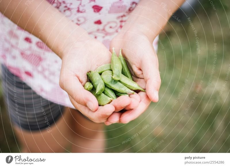 Junges Kind erntet Zuckerschoten Lebensmittel Gesunde Ernährung Freizeit & Hobby Kindererziehung Bildung lernen Junge Frau Jugendliche Kindheit Hand 3-8 Jahre