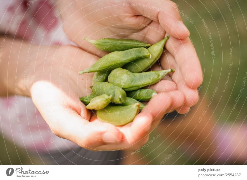 Zuckerschoten in Kinderhänden Mädchen Junge Kindheit Jugendliche Leben Hand Finger 1-3 Jahre Kleinkind 3-8 Jahre 8-13 Jahre Umwelt Natur Frühling Sommer Herbst