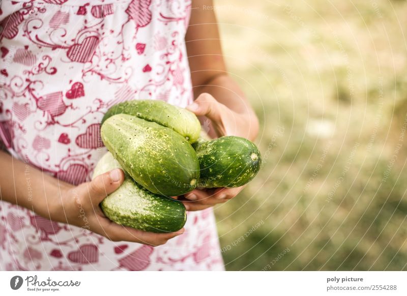 Kinderhände halten frisch geerntete Gurken Gesunde Ernährung Freizeit & Hobby Spielen Mädchen Junge Frau Jugendliche Familie & Verwandtschaft Kindheit Leben