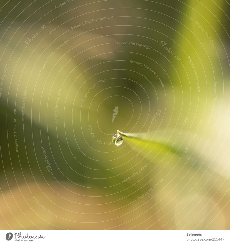 Für euch solls bunte Bilder regnen Umwelt Natur Landschaft Pflanze Wasser Wassertropfen Sonnenlicht Frühling Sommer Herbst Klima Schönes Wetter Regen Gras