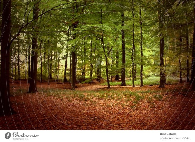 Herbstwald Baum Wald Blatt Herbstlaub Waldboden Schatten Natur