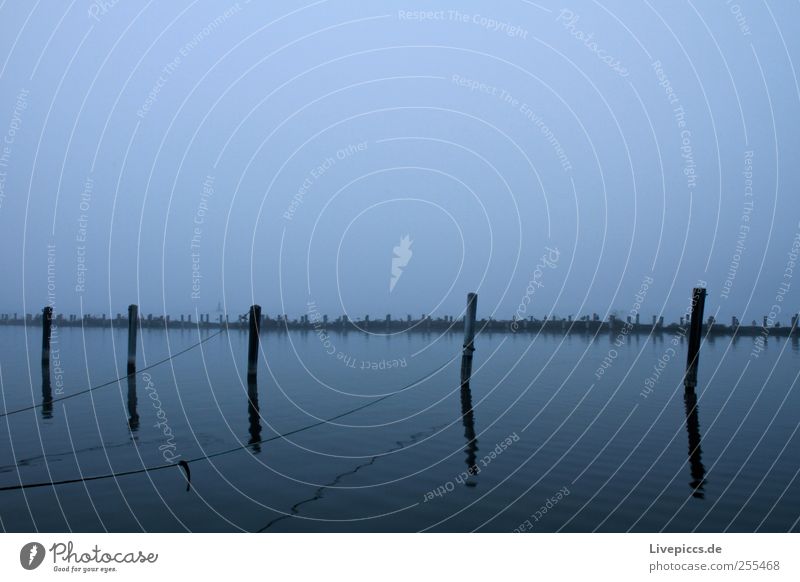 Schlafplatz für Wasservögel Umwelt Natur Landschaft Tier Herbst schlechtes Wetter Nebel Seeufer Hafen Vogel Tiergruppe grau Gelassenheit Nebelstimmung Farbfoto