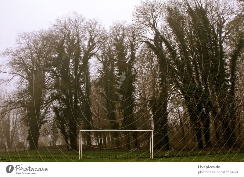 Stadion im Nebel Sportstätten Fußballplatz Herbst schlechtes Wetter Pflanze Baum grau grün Nebelstimmung Farbfoto Außenaufnahme Morgen Morgendämmerung