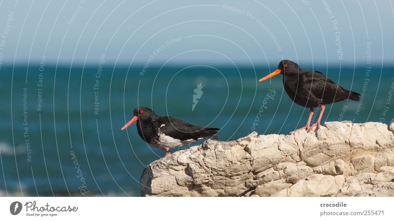 oystercatcher Umwelt Natur Landschaft Urelemente Schönes Wetter Küste Strand Meer Pazifik Tier Wildtier Vogel oyster catcher Austernfischer 2 beobachten stehen