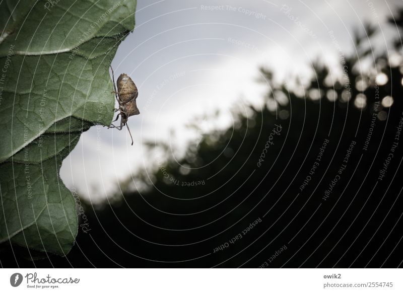 Lauschangriff Umwelt Natur Pflanze Tier Himmel Schönes Wetter Sträucher Blatt Hecke Garten Wildtier Wanze 1 beobachten Bewegung festhalten klein nah achtsam