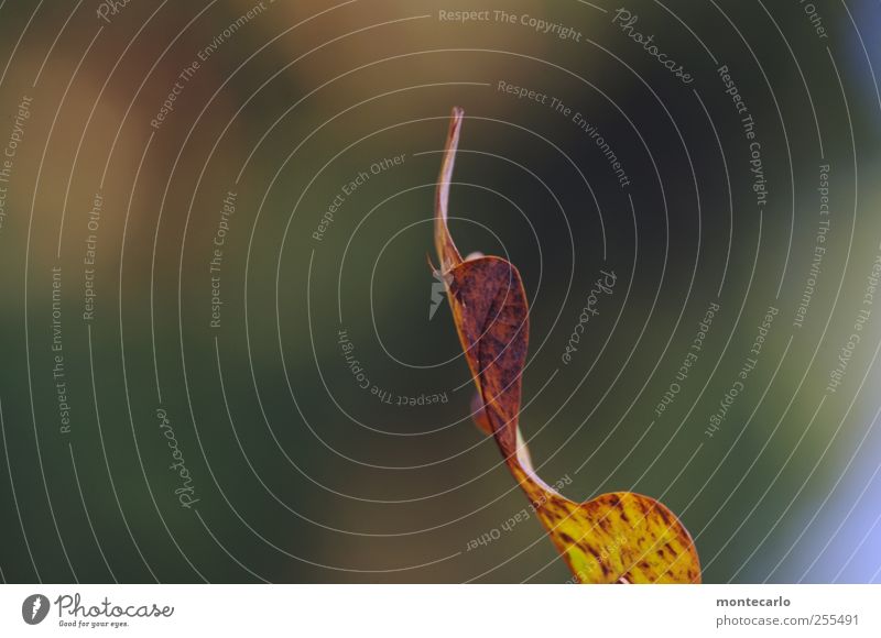 Für dich soll's bunte Bilder regnen! Umwelt Natur Pflanze Herbst Schönes Wetter Baum Blatt Grünpflanze Wildpflanze trocken braun mehrfarbig gelb Farbfoto