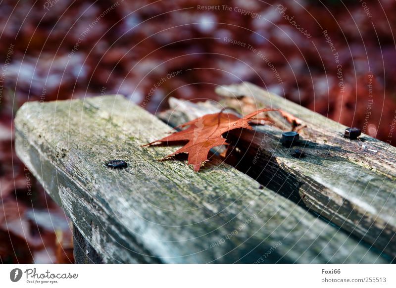 Für dich soll´s bunte Bilder regnen.... Natur Herbst Schönes Wetter Parkbank Bank Holz Metall Bewegung genießen natürlich blau grün rot Zufriedenheit