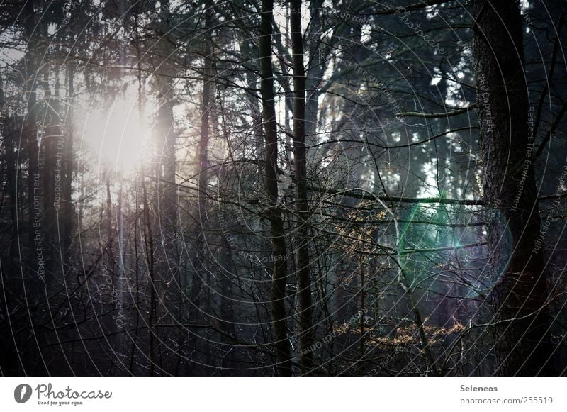 Für euch solls bunte Bilder regnen Ausflug Abenteuer Umwelt Natur Landschaft Sonne Herbst Schönes Wetter Pflanze Baum Ast Zweig Geäst Wald dunkel gruselig