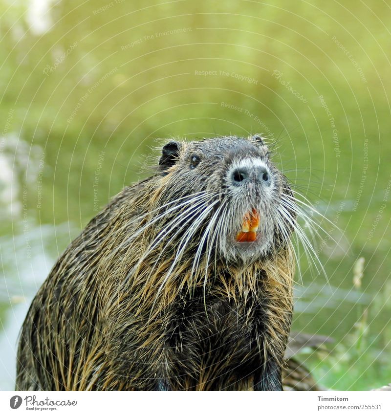 Für Euch soll`s bunte Bilder regnen! Umwelt Natur Tier Wasser Frankfurt am Main Stadtrand Wildtier Nutria Biberratte 1 Blick Coolness dick schön natürlich