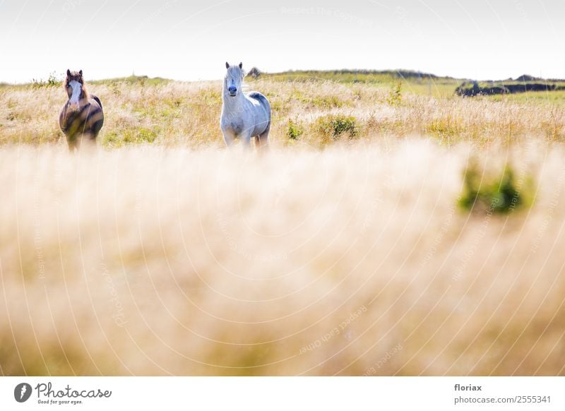 Islandpferde im Süden von Island Ferien & Urlaub & Reisen Ausflug Abenteuer Ferne Sommer Insel Reitsport Reiten Umwelt Natur Landschaft Pflanze Tier Urelemente