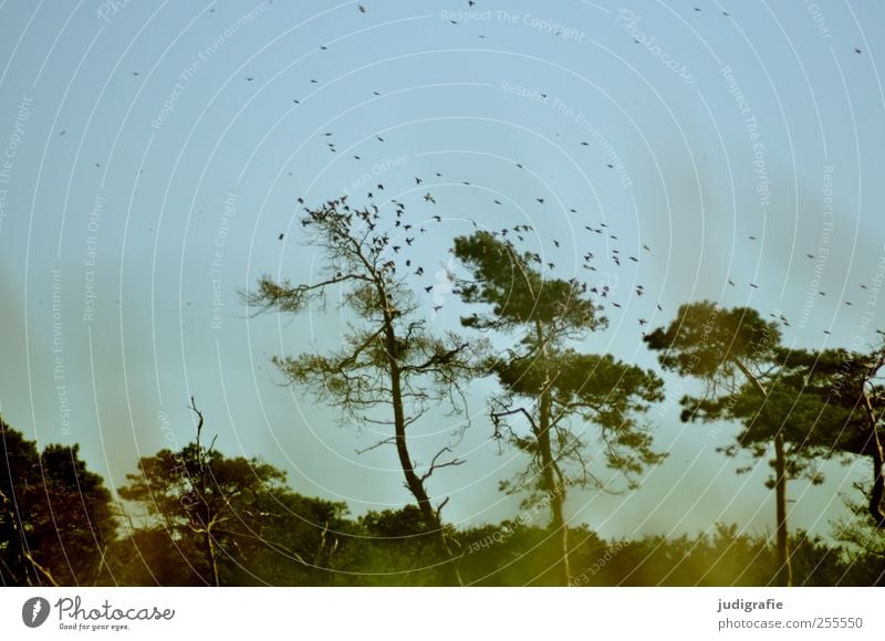 Weststrand Umwelt Natur Landschaft Pflanze Tier Baum Wald Küste Wildtier Vogel Schwarm fliegen natürlich wild Bewegung Farbfoto Außenaufnahme Menschenleer