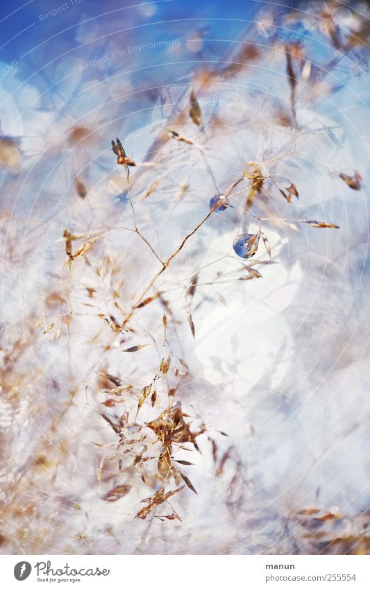 nasses Gras Natur Wassertropfen glänzend authentisch außergewöhnlich fantastisch kalt klein natürlich blau Farbfoto Außenaufnahme Nahaufnahme Detailaufnahme