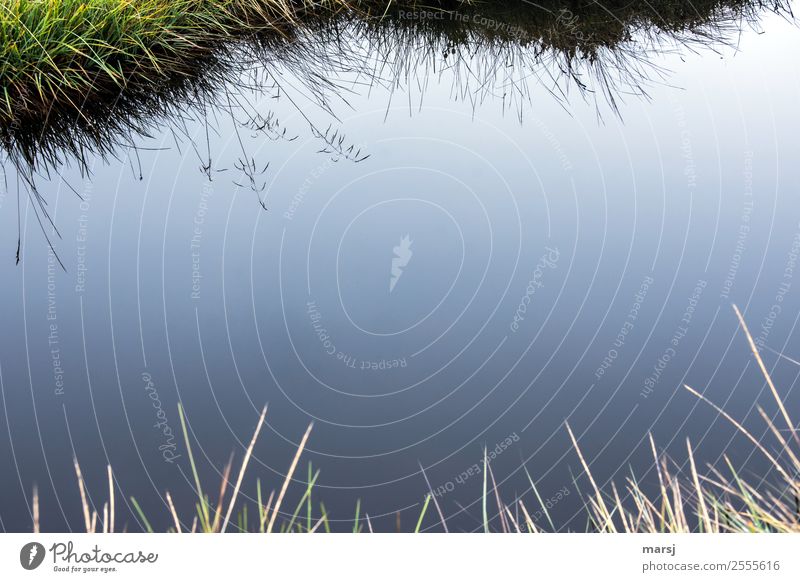 Spieglein, Spieglein das Gräslein Natur Wasser Herbst Schönes Wetter Pflanze Gras Wildpflanze Wiese Teich dunkel dünn authentisch einfach Zusammensein kalt blau