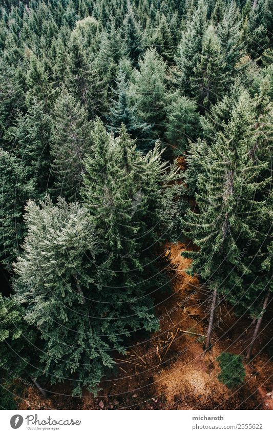 Tannenwald Gesundheit Gesundheitswesen Wellness Ferne Freiheit wandern Umwelt Natur Pflanze Tier Erde Klima Klimawandel Schönes Wetter Baum Wald Urwald Glück