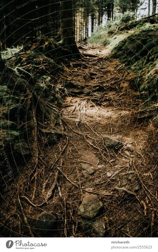 Verwurzelt II Gesundheit Fitness Ausflug Abenteuer Umwelt Natur Erde Frühling Herbst Klima Klimawandel Pflanze Baum Gras Wald Urwald Stein Leben vernünftig