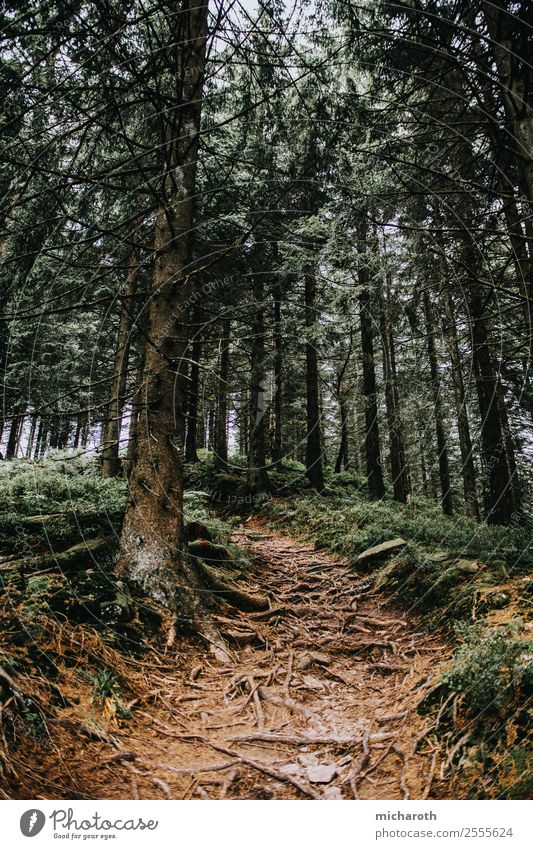 Verwurzelt Umwelt Natur Pflanze Tier Erde Frühling Herbst Klima Klimawandel Baum Gras Sträucher Wald Urwald atmen wandern Wahrheit vernünftig Ausdauer standhaft