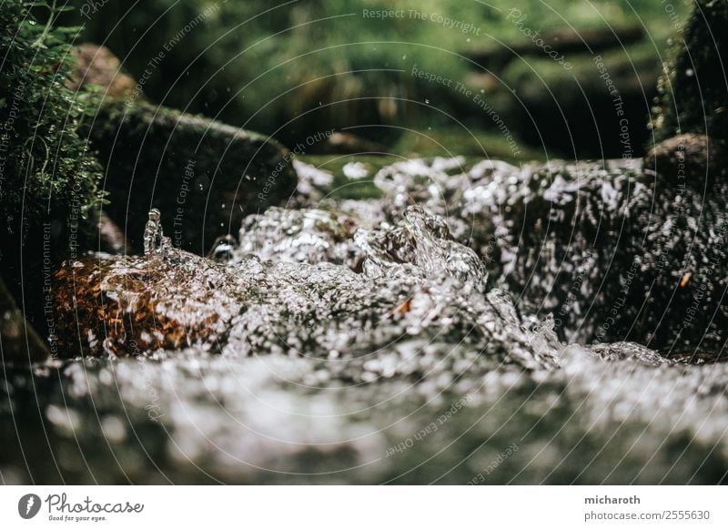 Bach Energiewirtschaft Erneuerbare Energie Wasserkraftwerk Klima Wetter Regen Pflanze Sträucher Moos Park Wald Urwald Moor Sumpf Fluss Reinigen glänzend nass