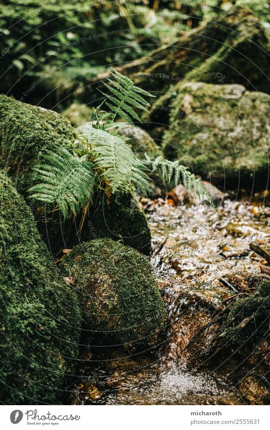 Farn II schön Gesundheit Gesundheitswesen Wellness Abenteuer Umwelt Natur Pflanze Tier Wasser Frühling Herbst Klima Klimawandel Moos Blatt Grünpflanze Garten