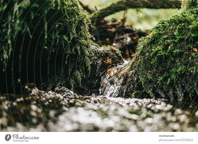 Bach II Umwelt Natur Pflanze Tier Erde Wasser Klima Klimawandel Wetter Schönes Wetter Sträucher Moos Grünpflanze Garten Park Wiese Wald Flussufer grün