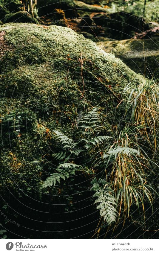 Farn auf Stein schön Gesundheit Gesundheitswesen Wellness Wohlgefühl Zufriedenheit Erholung Tourismus Ausflug Umwelt Natur Pflanze Frühling Sommer Klima