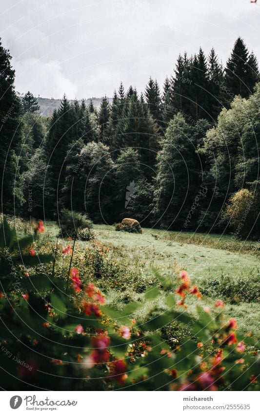 Lichtung Gesundheit Tourismus Ausflug Abenteuer Freiheit wandern Umwelt Natur Landschaft Pflanze Tier Wolken Klima Klimawandel Schönes Wetter Baum Blume Gras