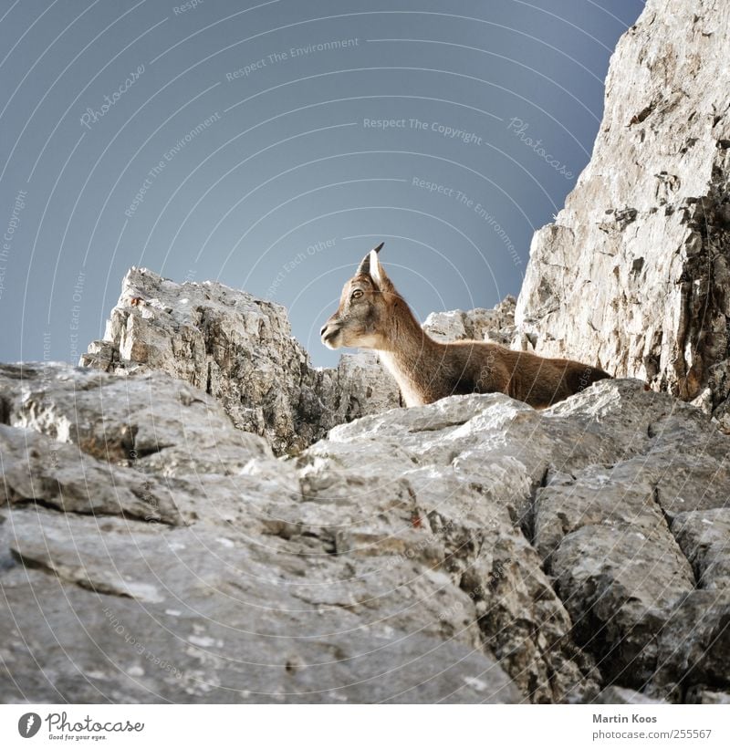 Böckchen Natur Felsen Berge u. Gebirge Tier Wildtier Tiergesicht Fell Steinbock Gemse Ziegen Bock Horn 1 Tierjunges Blick Aussicht beobachten warten Freiheit