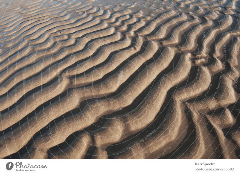 Minidünen Schönes Wetter Wellen Küste Strand Meer ästhetisch braun Sand Sandstrand Düne Sandbank hügelig meditativ beruhigend Naturphänomene Gedeckte Farben