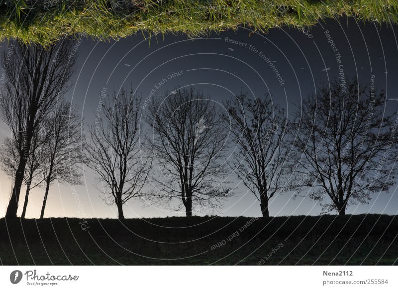 Verkehrte Welt Umwelt Natur Landschaft Pflanze Luft Wasser Himmel Winter Wetter Schönes Wetter Baum Wiese Flussufer außergewöhnlich gruselig verrückt blau grün