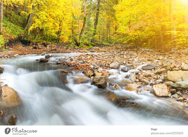 Fluss im Herbstwald mit bunten Bäumen schön Ferien & Urlaub & Reisen Abenteuer Sonne Umwelt Natur Landschaft Wasser Sonnenaufgang Sonnenuntergang Sonnenlicht