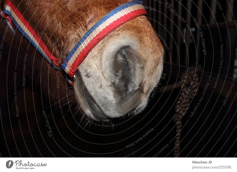 Isländer Schnute brünett weißhaarig kurzhaarig Pferd 1 Tier Stahl Rost Knoten braun Pferdeschnauze Island Ponys Mund Schnauze Maul Halfter Seil Stall