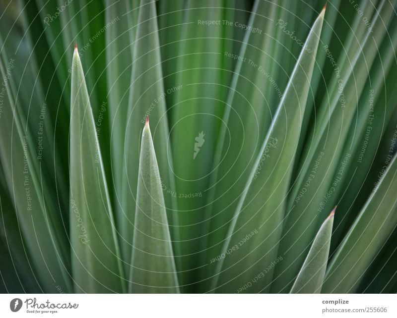 Grün & Spitz Umwelt Natur Pflanze Kaktus Blatt Grünpflanze exotisch grün stachelig Stachel Strukturen & Formen Hintergrundbild Farbfoto Detailaufnahme Tag