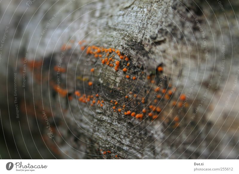 Xylobiont Natur Pflanze Baum Baumpilz orange besiedeln Totholz Baumrinde Pilzbefall Symbiose Farbfoto Gedeckte Farben Außenaufnahme Nahaufnahme Detailaufnahme