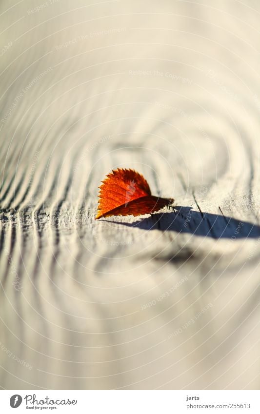 kleinigkeiten Pflanze Herbst Schönes Wetter Blatt natürlich schön rot Optimismus Gelassenheit geduldig ruhig Holz Holzstruktur Farbfoto Außenaufnahme