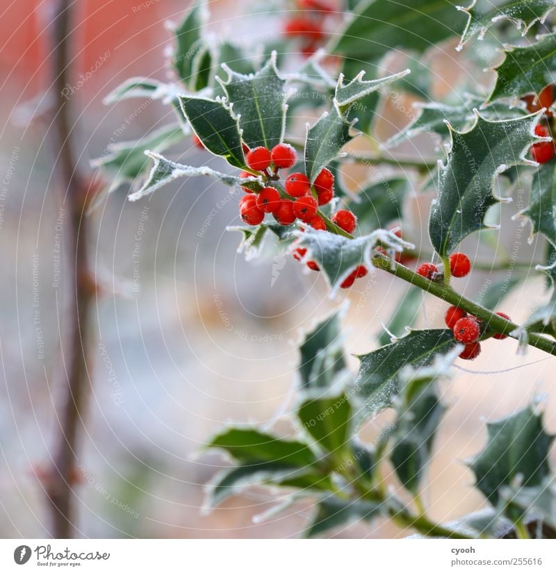 Der erste Frost... Natur Pflanze Winter Eis Blatt Grünpflanze Garten kalt rot leuchten leuchtende Farben Ilex Ilexblatt Weihnachten & Advent Winterstimmung