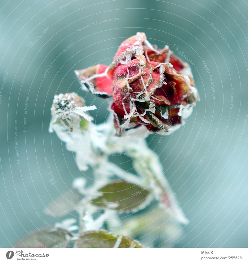 Frost Winter schlechtes Wetter Eis Schnee Pflanze Rose Blatt Blüte Garten verblüht kalt Tod Vergänglichkeit Rosenblüte Raureif gefroren Farbfoto mehrfarbig