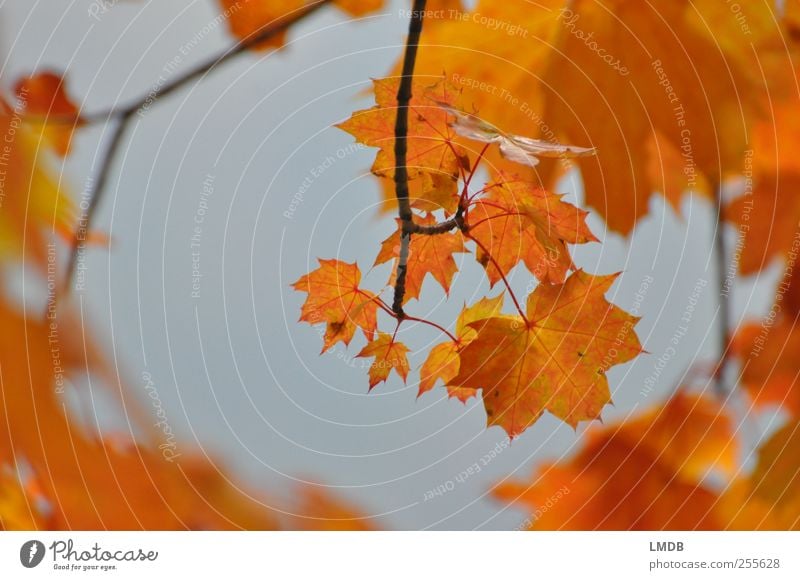 Goldener Durchblick Umwelt Natur Pflanze Baum Blatt gelb gold orange Herbstlaub Ahornblatt Ast Farbfoto Außenaufnahme Textfreiraum links Textfreiraum rechts Tag