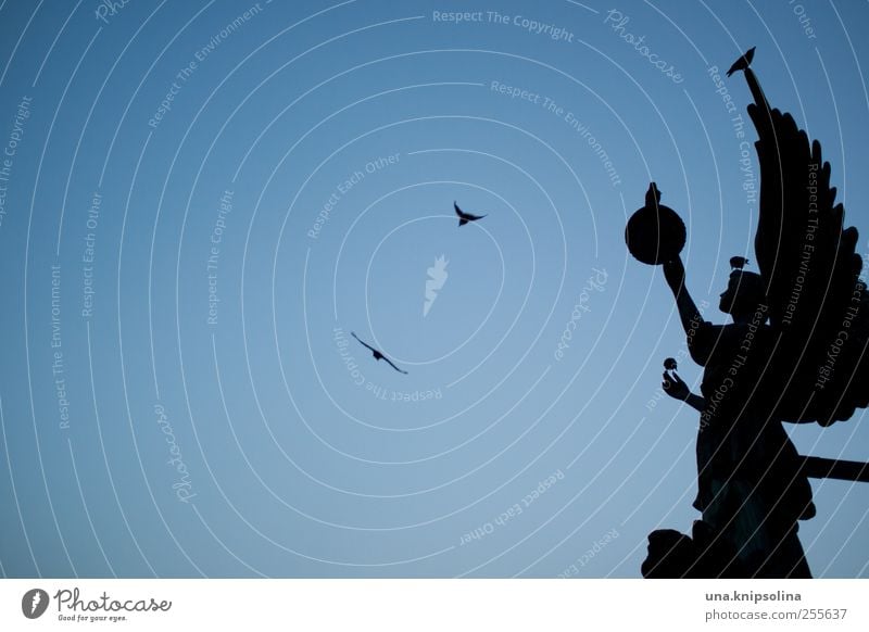 birds Skulptur Himmel Wolkenloser Himmel Berlin Kirche Dom Bauwerk Gebäude Sehenswürdigkeit Denkmal Deutscher Dom Tier Wildtier Vogel Schwarm Engel fliegen