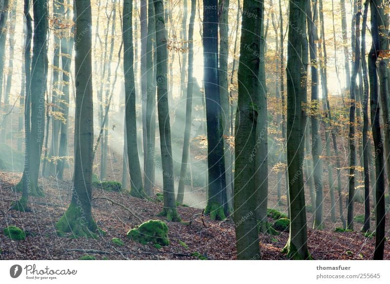 There is a light.... Umwelt Natur Landschaft Tier Luft Sonnenlicht Herbst Schönes Wetter Baum Moos Blatt Wald braun mehrfarbig gelb gold grün rosa rot Stimmung