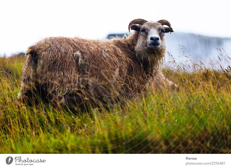 Isländisches Schaf im Hochland Ferien & Urlaub & Reisen Ausflug Abenteuer Ferne Freiheit Berge u. Gebirge wandern Umwelt Natur Landschaft Tier Luft Klima