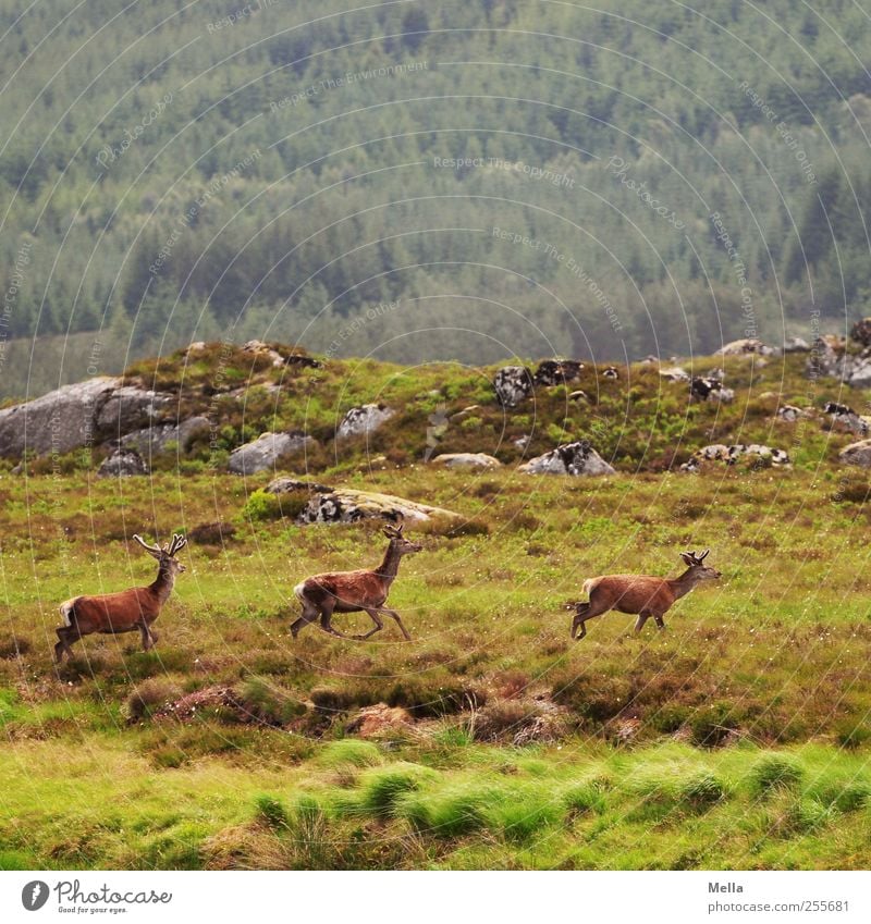 Dreierlei Hirsch Umwelt Natur Landschaft Tier Wiese Hügel Felsen Berge u. Gebirge Wildtier Hirsche Rothirsch Bleßwild 3 Bewegung laufen frei Zusammensein