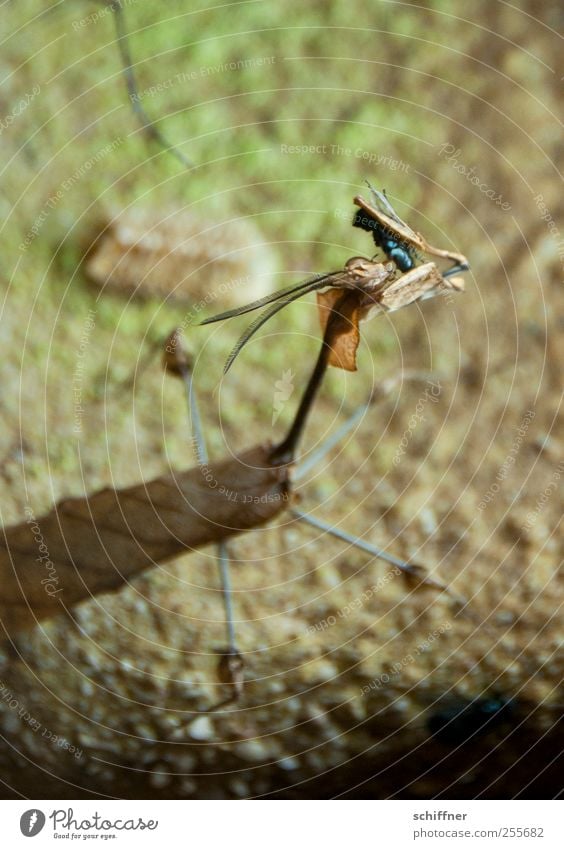 Abendmahl Tier 2 Fressen außergewöhnlich exotisch Gottesanbeterin Fangschrecken Wandelnde Geige Schmeißfliege Tarnung Fühler Insekt Terrarium Innenaufnahme