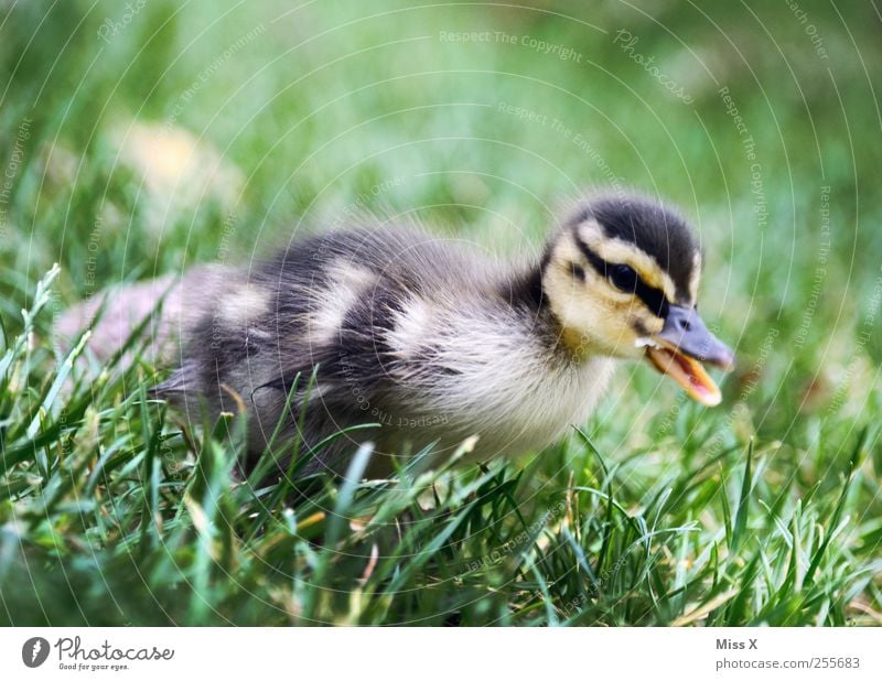 Flauschiges Ding Gras Wiese Tier Nutztier Wildtier Vogel 1 Tierjunges niedlich klein Ente Entenküken Küken Flaum weich Farbfoto Außenaufnahme Nahaufnahme