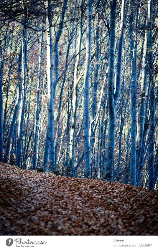 entlang Natur Landschaft Pflanze Baum Blatt Grünpflanze Wildpflanze Garten Park Feld Wald Berge u. Gebirge entdecken Blick leuchten streichen alt Coolness